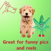 MJ the Weed Leaf 420 Dog Toy