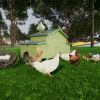 Wooden Chicken Coop Outdoor Hen House Poultry Cage with 2 Sides Large Nesting Boxes,2 Free-range Doors